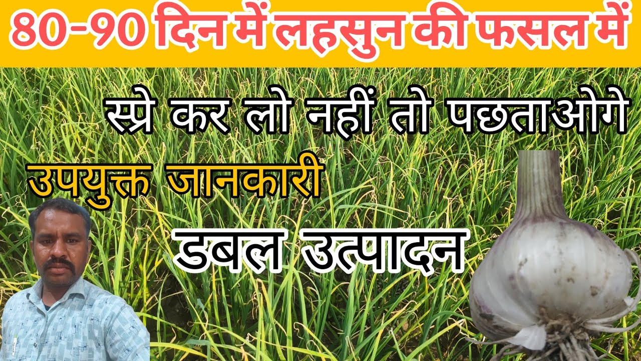 लहसुन कि खेती में 80 से 100 दिनों कि फसल में यह स्प्रे कर लो जिससे उत्पादन होगा रिकोर्ड तोड़ | लहसुन