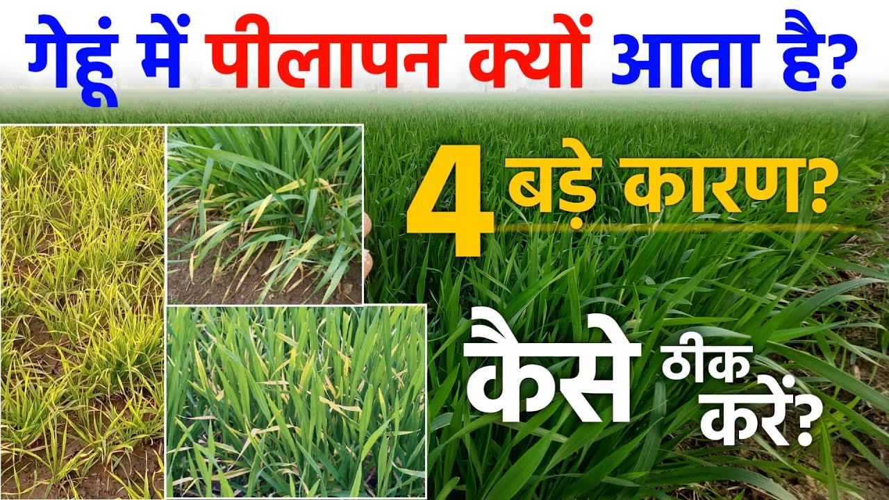 गेहूं में पीलापन आने के 4 बड़े कारण | कैसे ठीक करें | gehu me pilapan kaise hataye