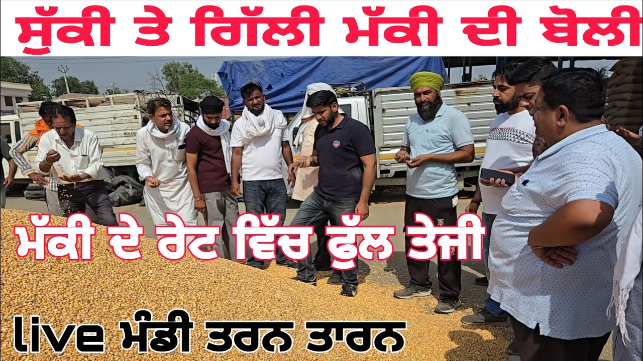 Maize price today/ ਗਿੱਲੀ ਤੇ ਸੁੱਕੀ ਮੱਕੀ ਦੀ ਬੋਲੀ/maize price in punjab/makki boli live