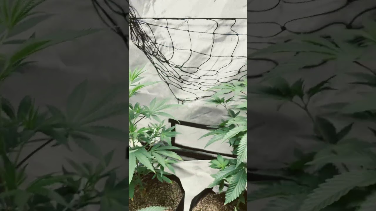 Flipped these ladies into flower 😁 12/12 light schedule  