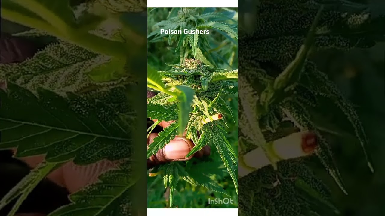2023 Poison Gushers Outdoor Weed Grow 1 of 1