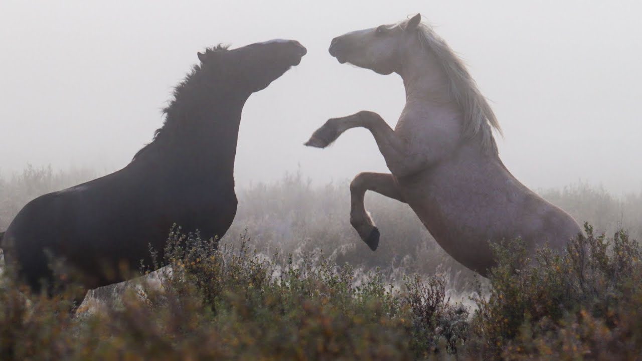 Wild Horses of Alberta- Sparring Stallions In The Mist