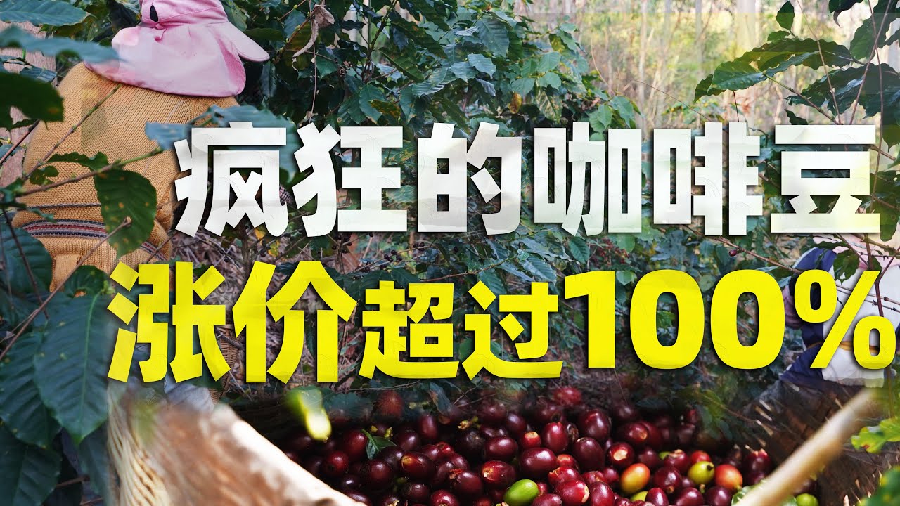云南咖啡，涨价百分之百，价格的暴涨对于当地意味着什么？