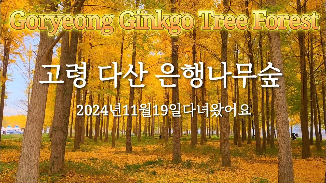 고령 다산 은행나무숲 #2024년11월19일 다녀왔어요 #좌학리 은행나무숲 #Goryeong Ginkgo Tree Forest#연모촬영지 프로듀사 촬영지
