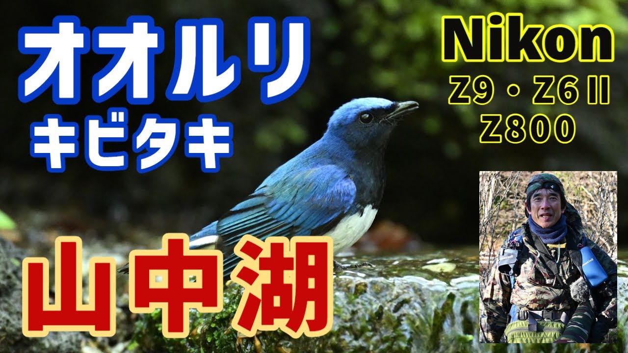 山中湖・大洞の泉 2023夏鳥第二弾！オオルリ・キビタキ！Nikon Z9/Ｚ800ｍｍ ４ｋ