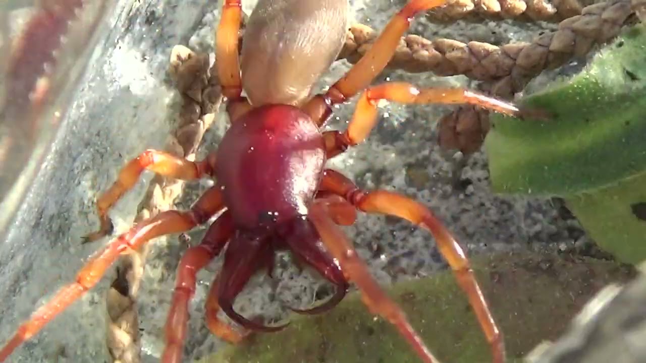 Araña cazadora roja (Dysderidae). Agresiva y poderosa. GONZALO.