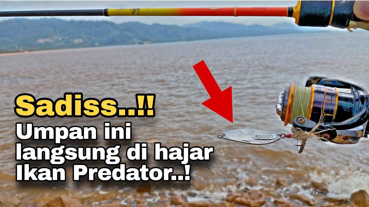 Umpan SPOON 10 gram..!! Auto dihajar ikan predator | Mancing Casting Pinggiran Laut