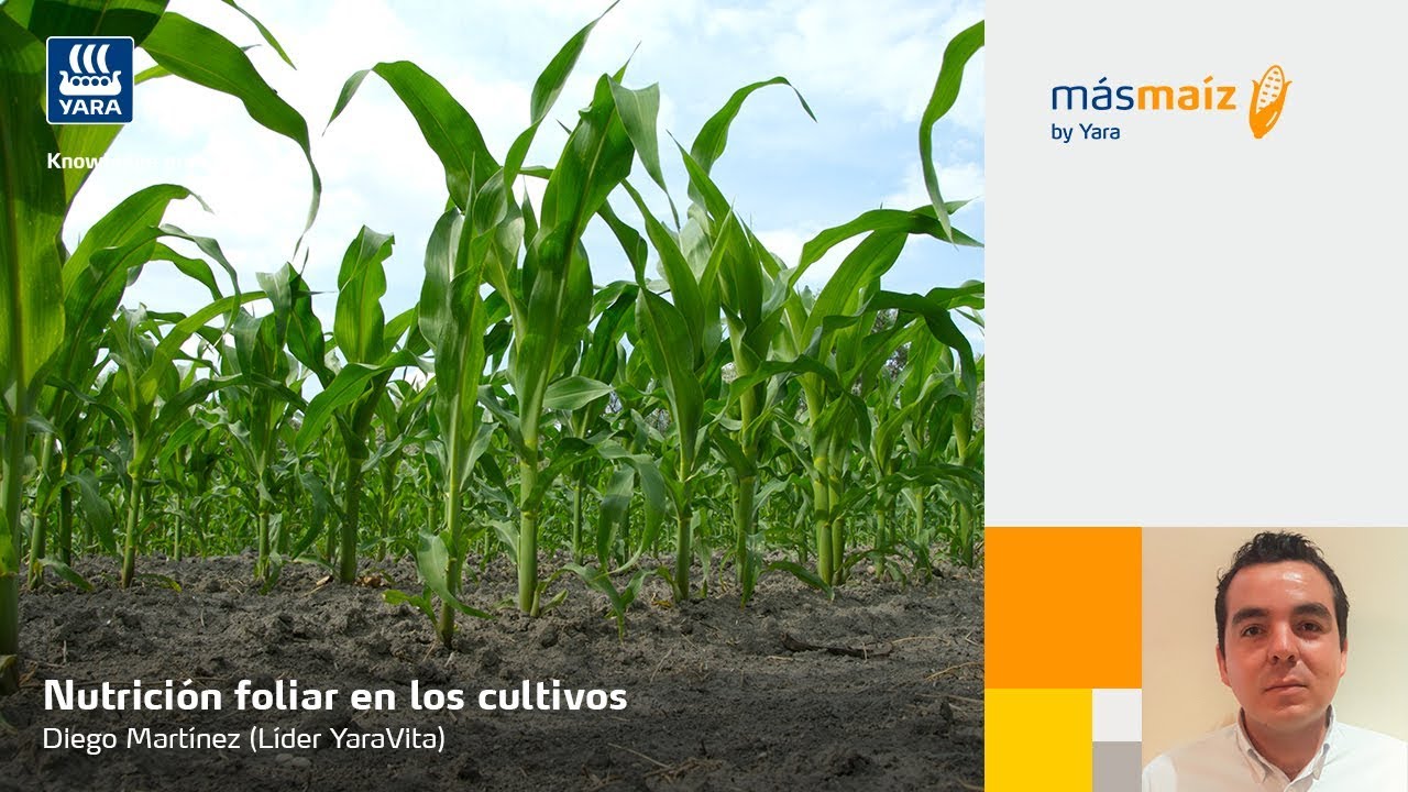 Nutrición foliar en los cultivos - Diego Martínez