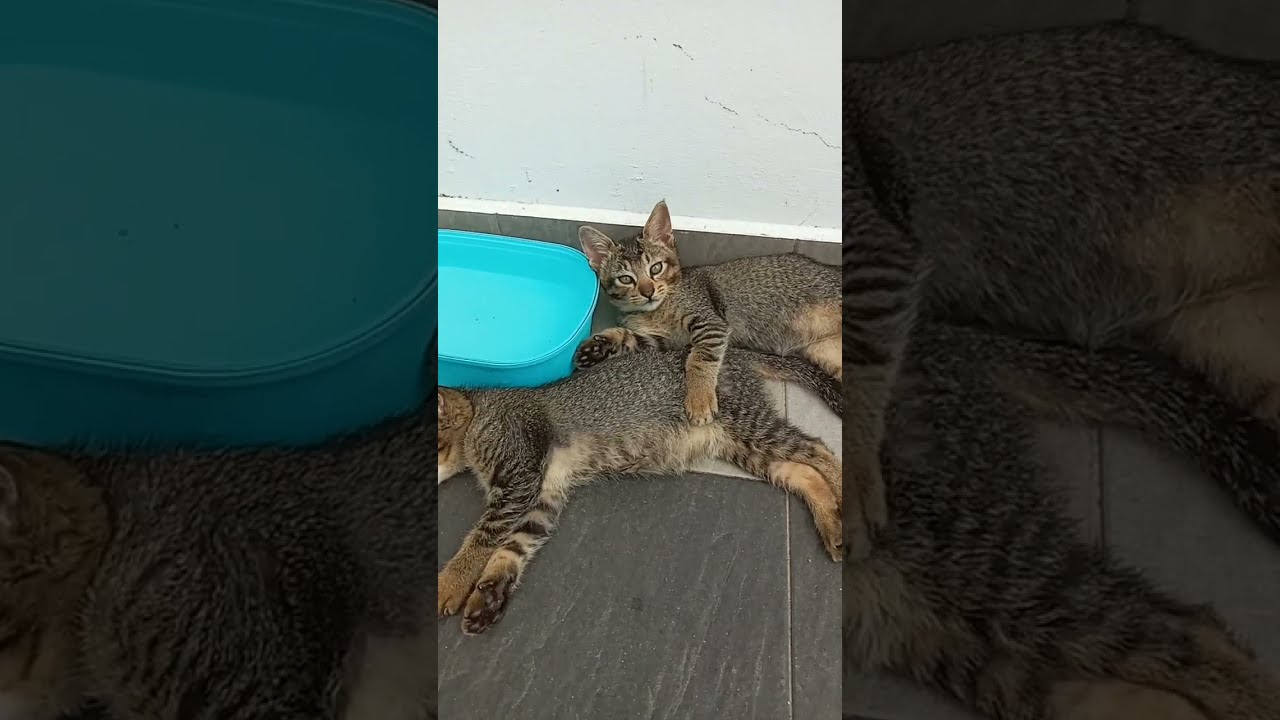 Time Machine Cats !!!! Longest Daily Cats Story , today kitten are 72 days old .