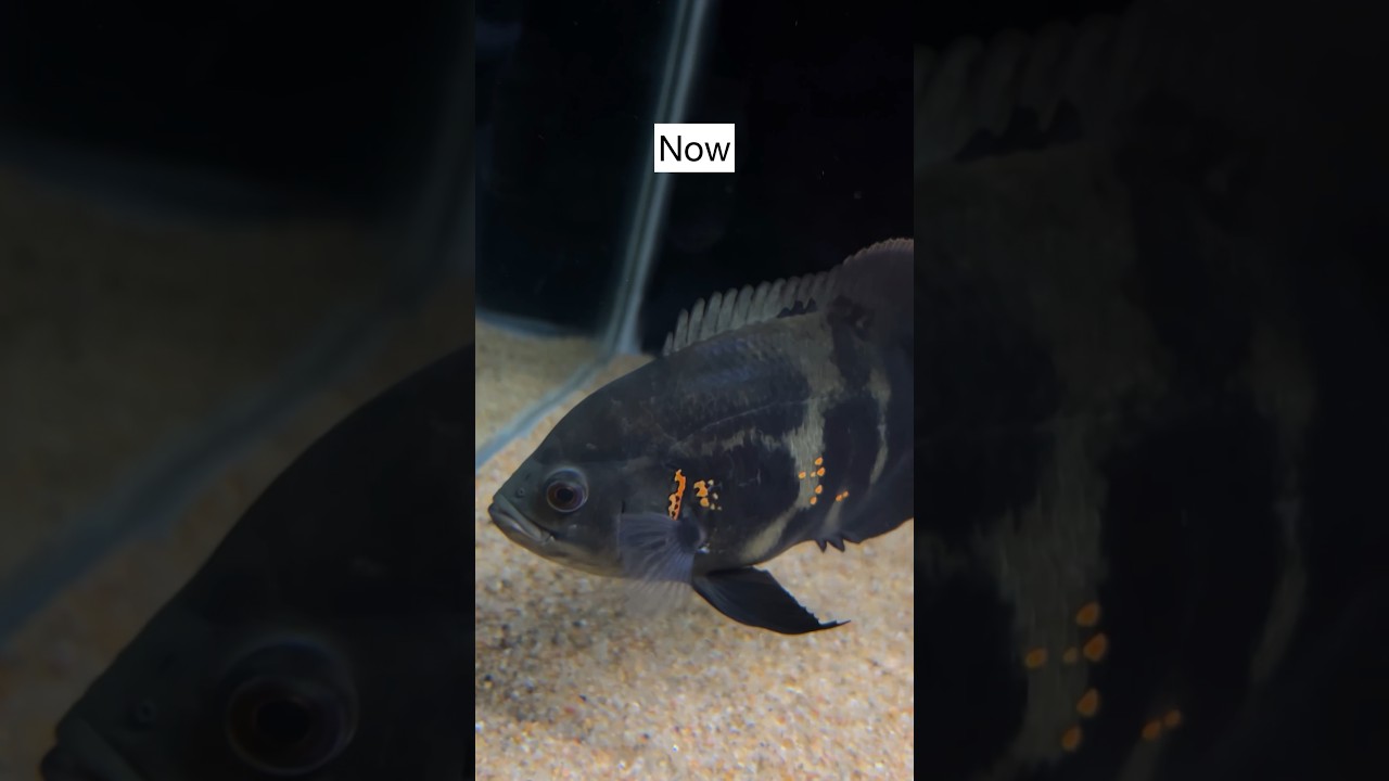 Oscar Fish Growth Update