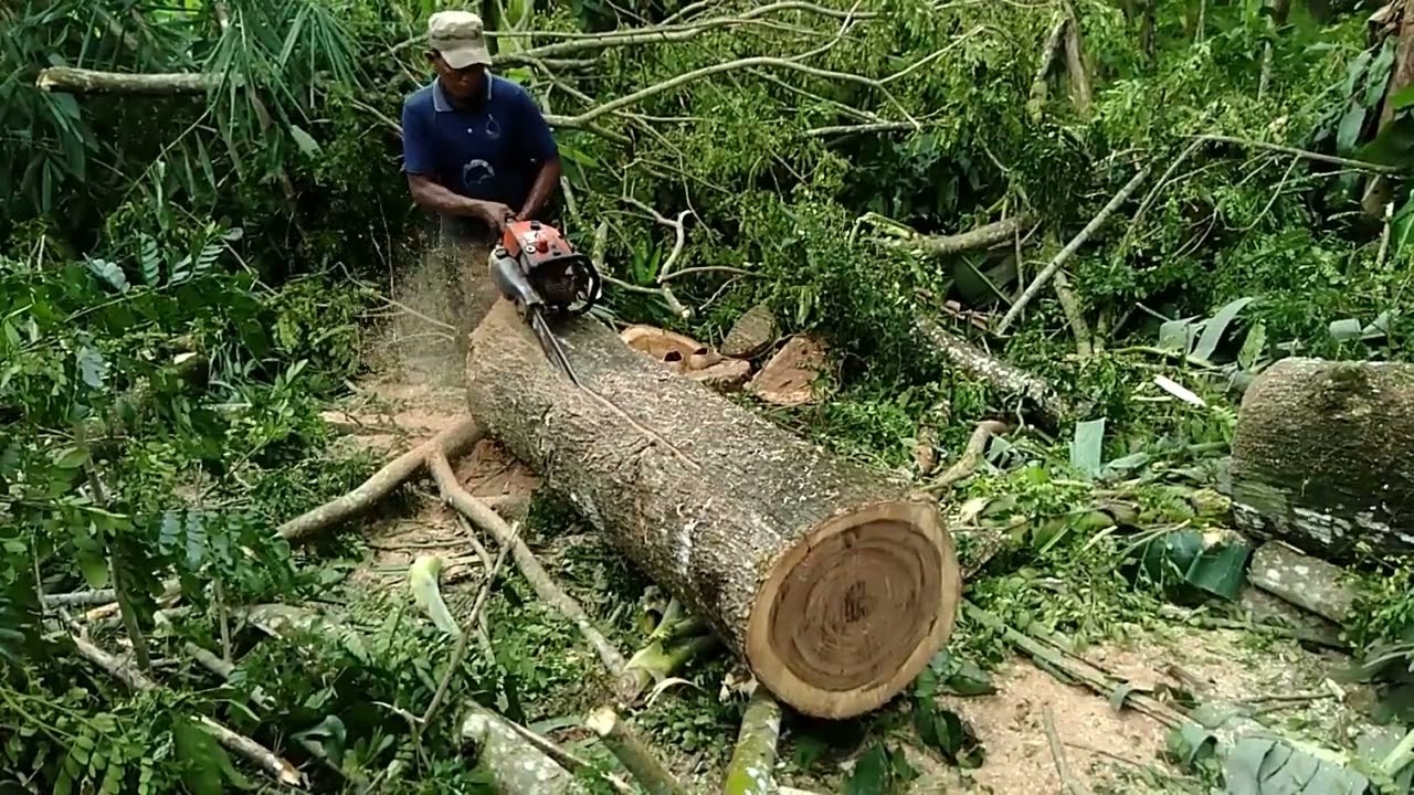 Menebang kayu Trembesi Galihnya mantap