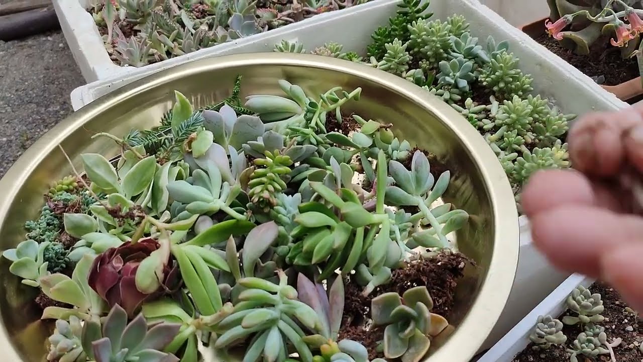 Bugün tepsi hazırladım.#azerbaycan#dubai#succulent