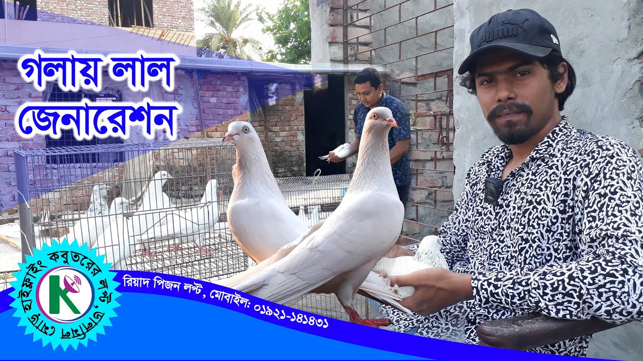 Pakistani Pigeon Loft ।। পাকিস্তানি হাইফ্লায়ার কবুতর।। Gola lal kobutor