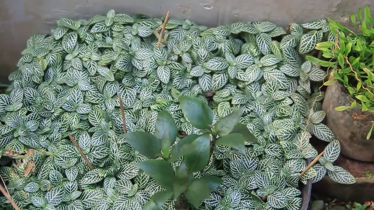 Various Types of Aquascape and Terrarium Plants