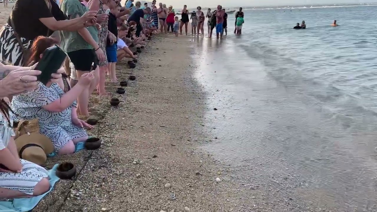2024 Turtle release Sanur Bali 🐢