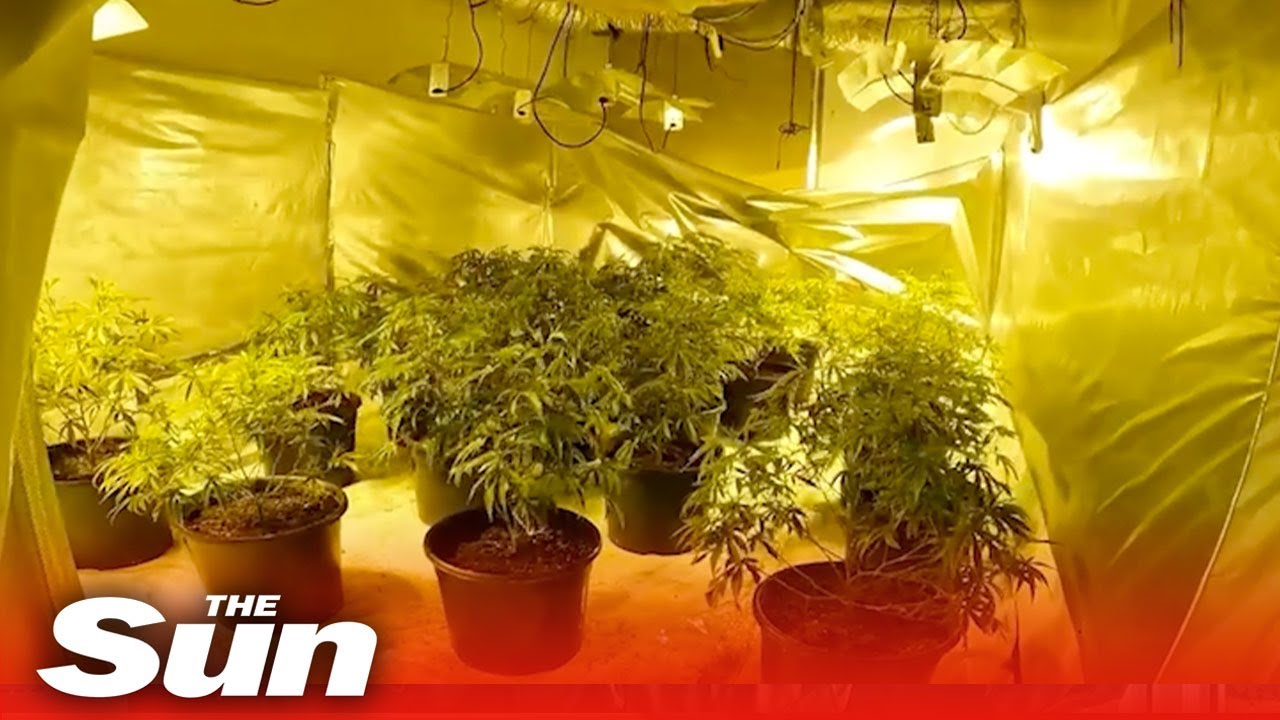 Police bust drug dealers after raiding HUGE cannabis farm in the UK