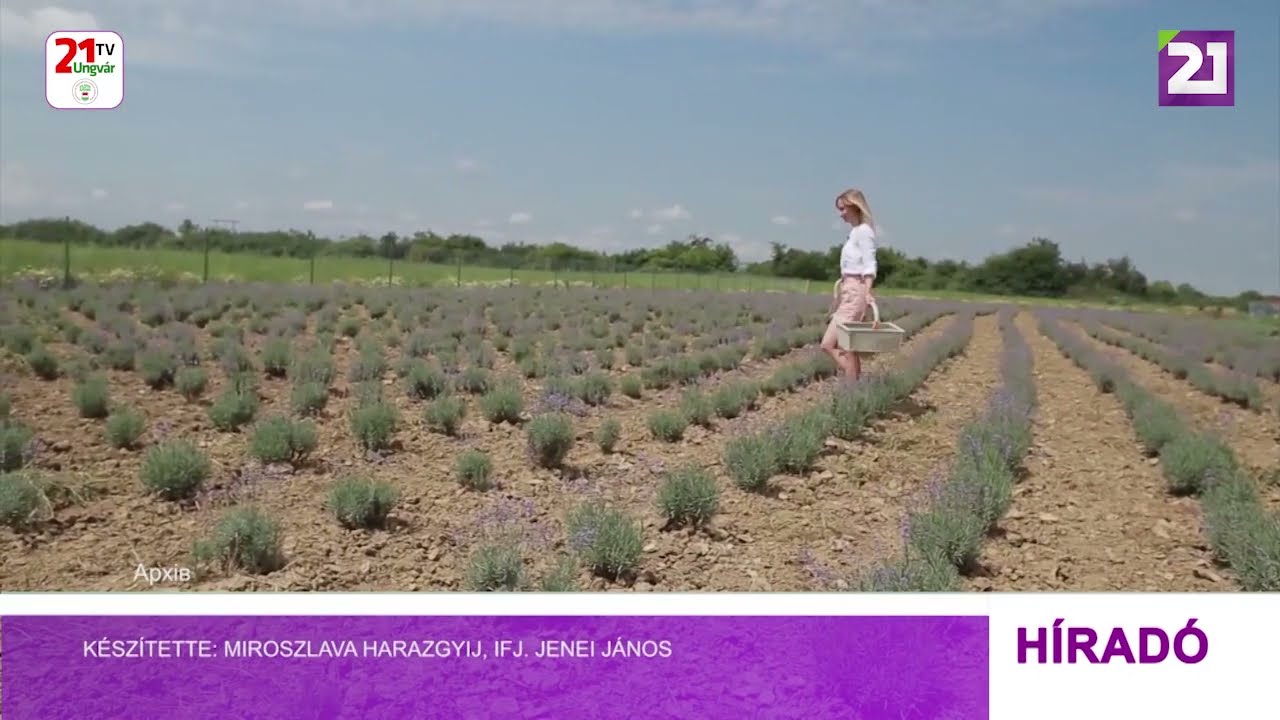 Tv21 Ungvár - Kárpátalján megalakult a levendula termesztők közössége