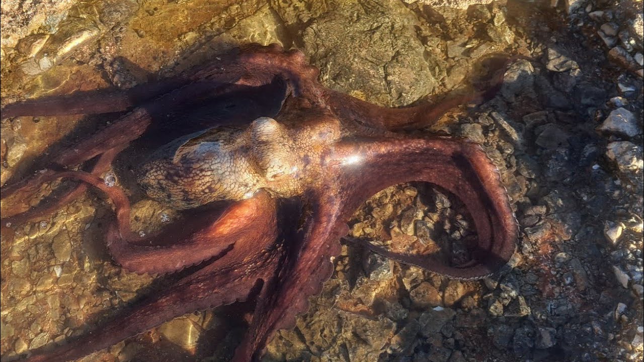 Πώς πιάνω και που βρίσκονται τα χταπόδια, κοκοροπόδι για ψάρεμα. 