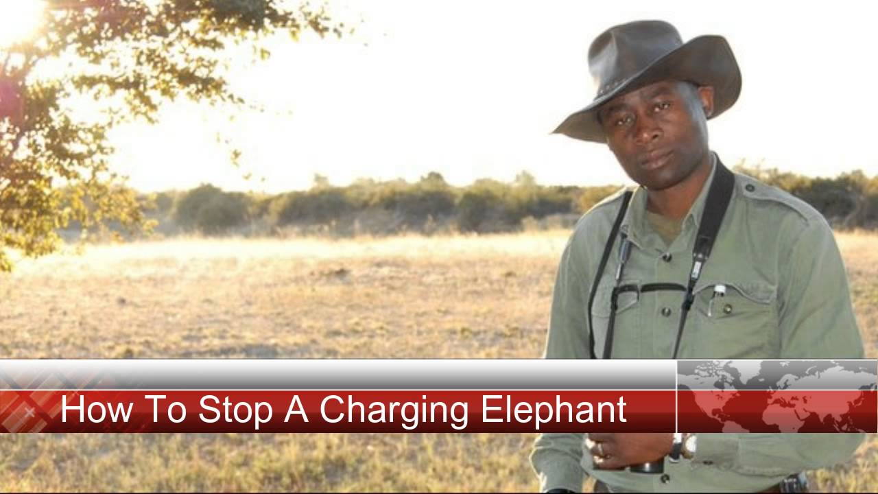 How To Stop a Charging Elephant...