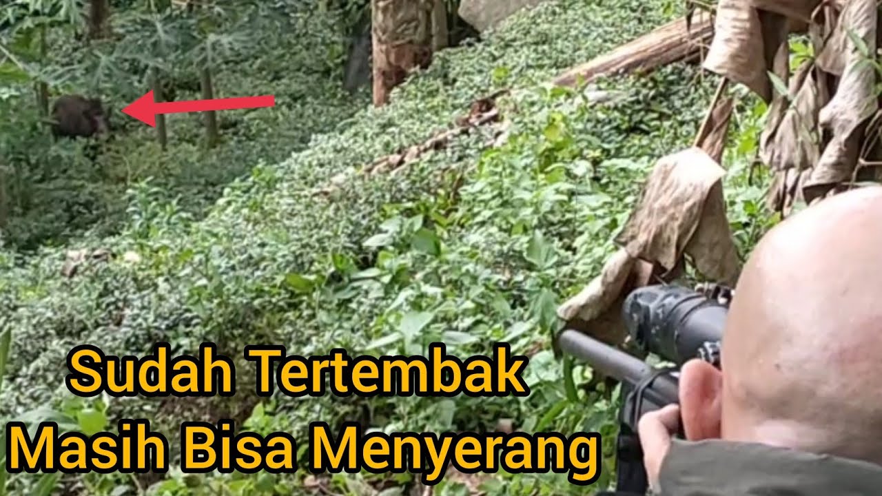 MASIH SIANG POINT 1 EKOR