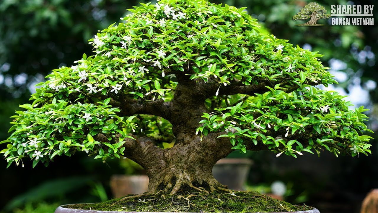 Wrightia religiosa Bonsai exhibit in Vietnam