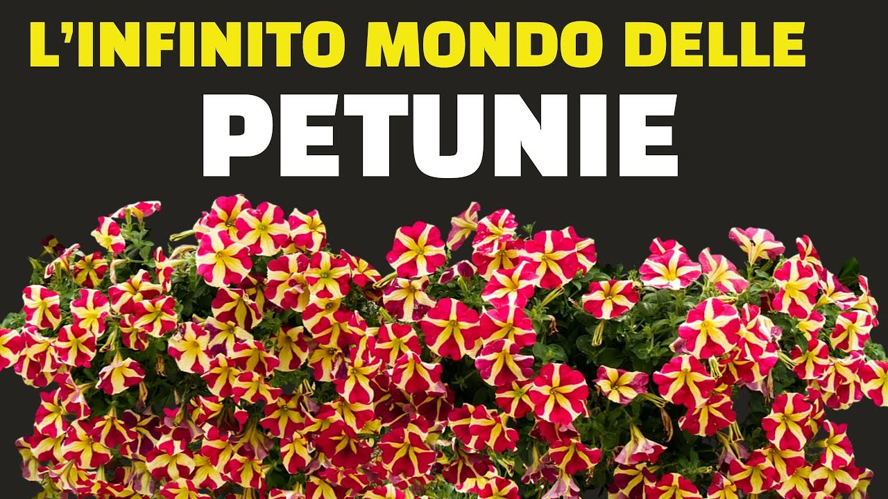 L'infinito mondo delle PETUNIE