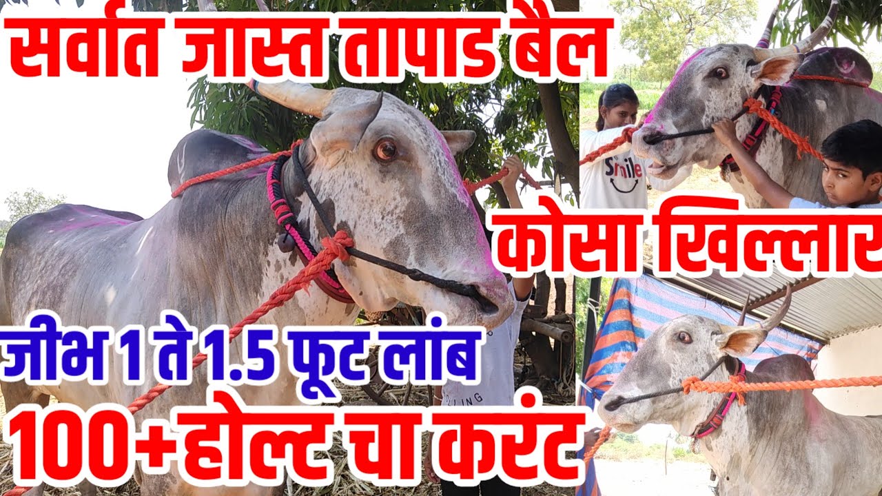 100+होल्ट चा करंट,Top ची पैदास,सर्वात जास्त तापाड खिल्लार बैल,चित्रा मोरा khillar_bull,vision varta