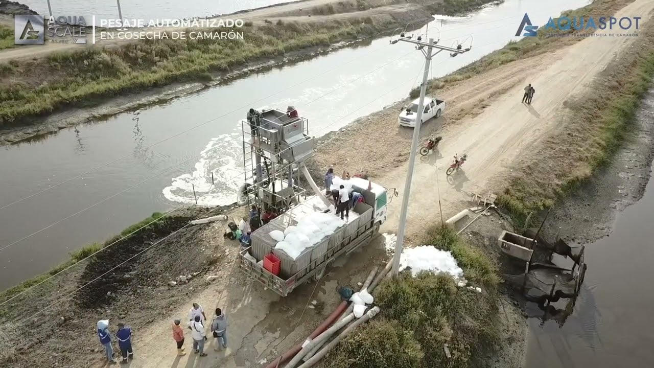 COSECHADORA CON SISTEMA DE ELEVACIÓN Y PESAJE AUTOMATIZADO 🦐