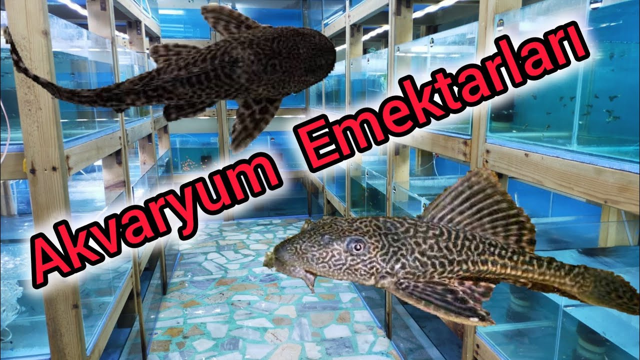 Akvaryumların Emektarı Vatozlar Hakkında Bilgiler