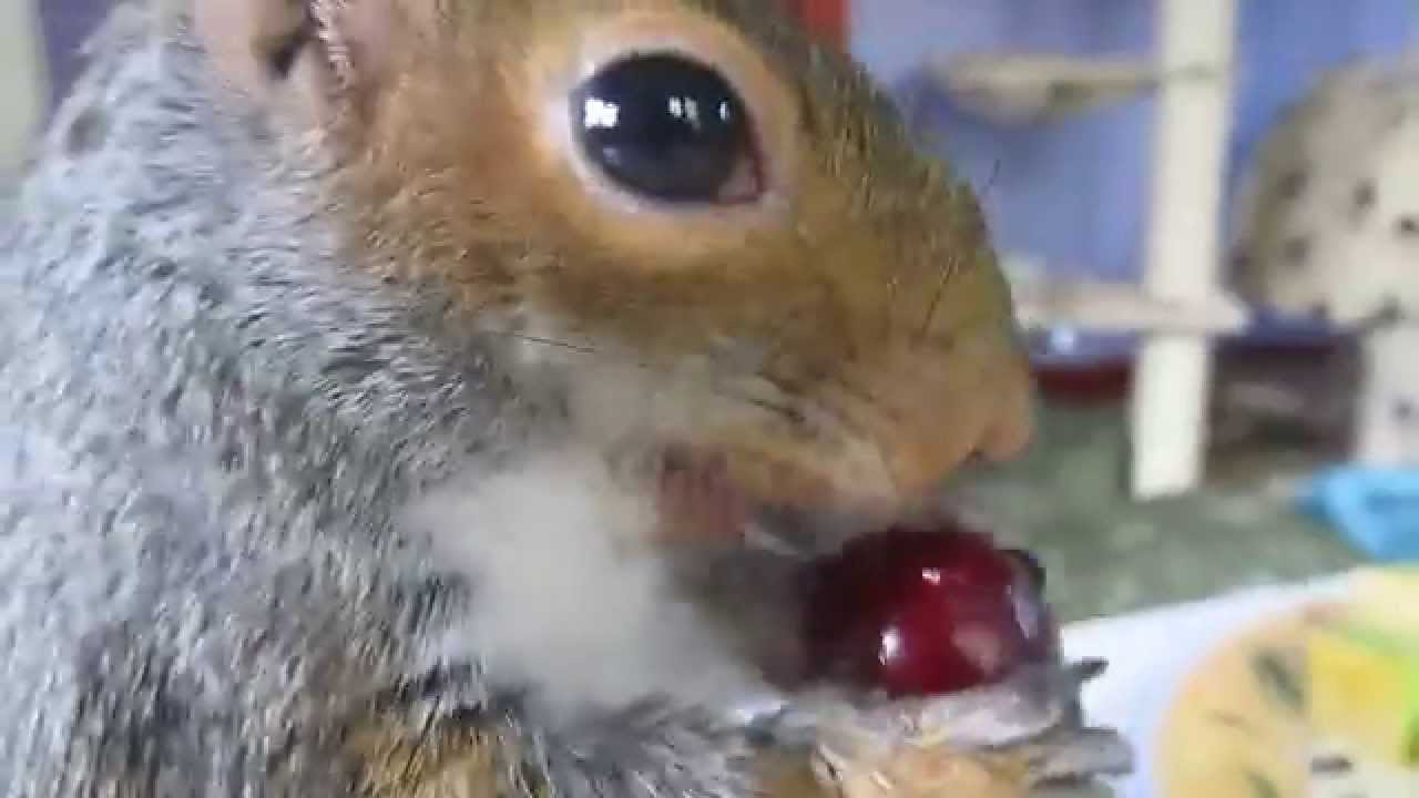 Sammy  - The Cheeky Cherry Chomper