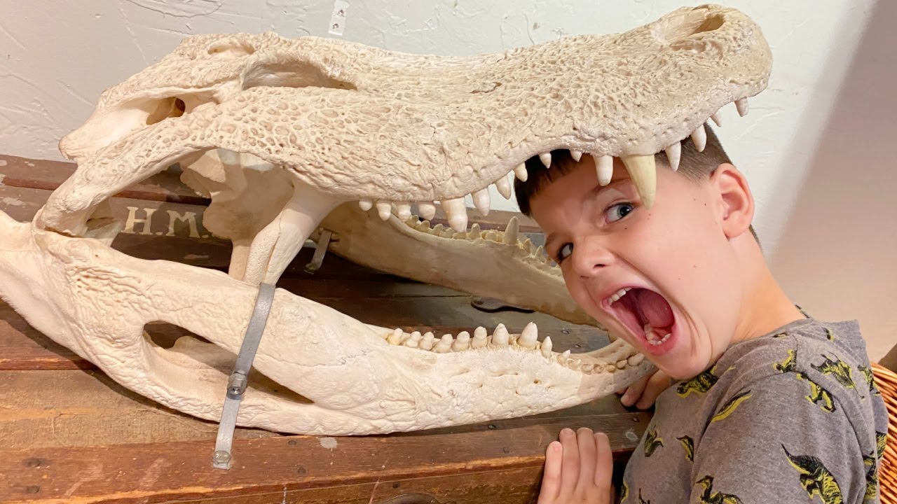 🐊 GIANT ALLIGATOR HEAD! Caleb LEARNS about BONES at the KIDS MUSEUM with Mom and DAD!