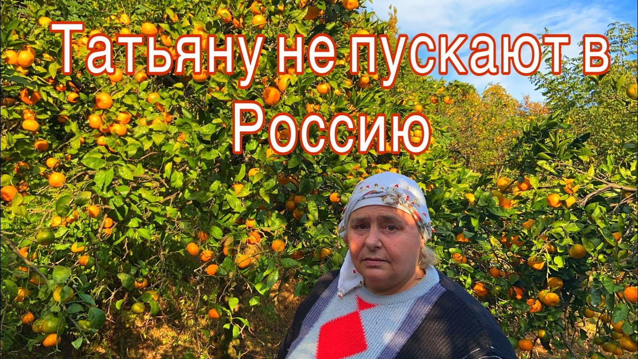 Татьяну не пускают в Россию(родина) из грузии, и собирает урожай мандаринов|Батуми✅რუსი ქალი ბათუმში