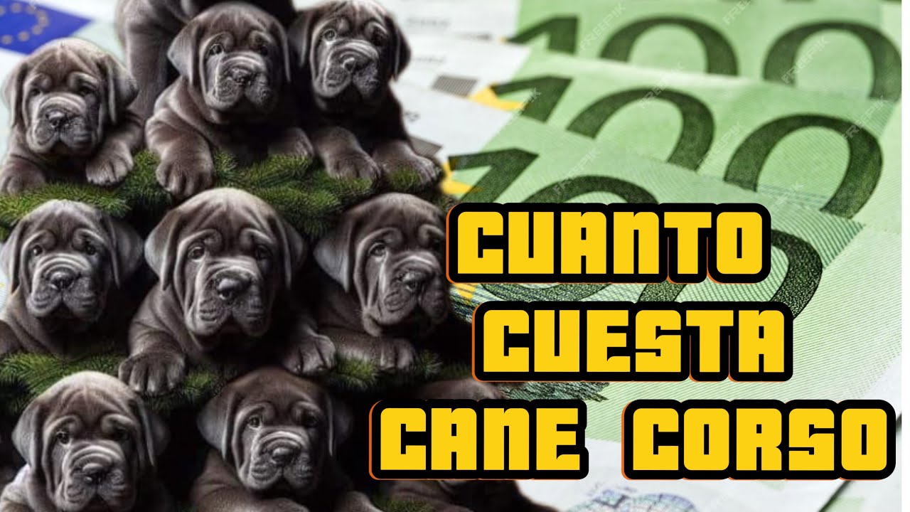 CUANTO CUESTA UN CANE CORSO ?