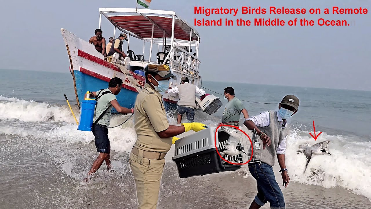 Bird Release on a Remote Island in the Middle of the Ocean| Nature & Wildlife Conservation.