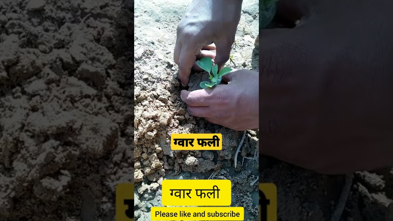 ||Guar Fali ||#Guarfali#clusterbeans#shorts#rajuhomegardening