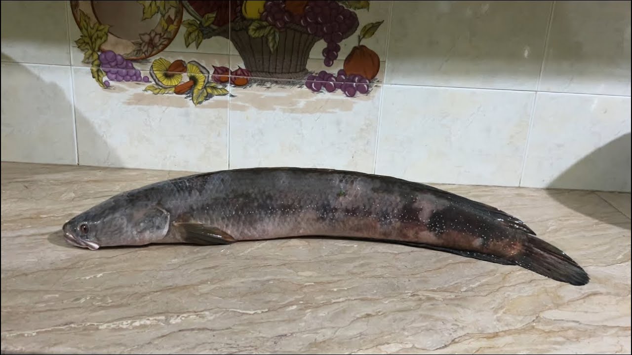Grilled Fish | Very tasty recipe of Grilled Fish | How to cook Fish on Grill | FM Cooking