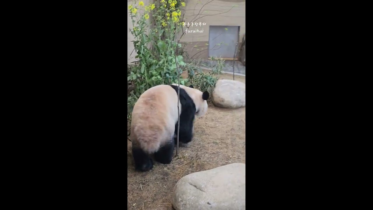2026.3.9.둥이들 퇴근을 위해 이곳저곳 확인하고 있어요🐼🐼☺️