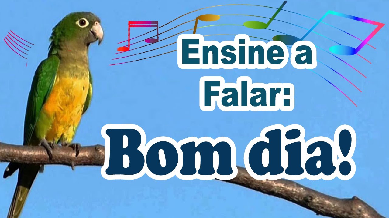 Frase para ensinar periquito-da-caatinga a falar bom dia - treinamento de periquito-da-caatinga