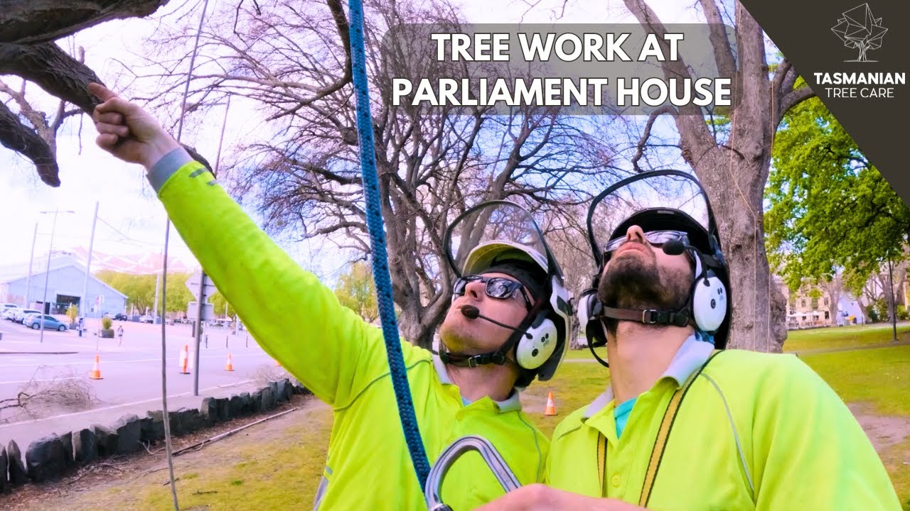 TREE WORK AT PARLIAMENT HOUSE