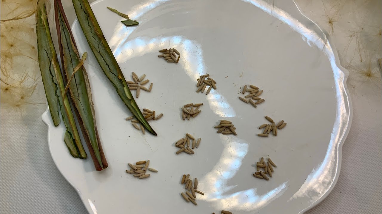 Test sur des semis d’Adenium