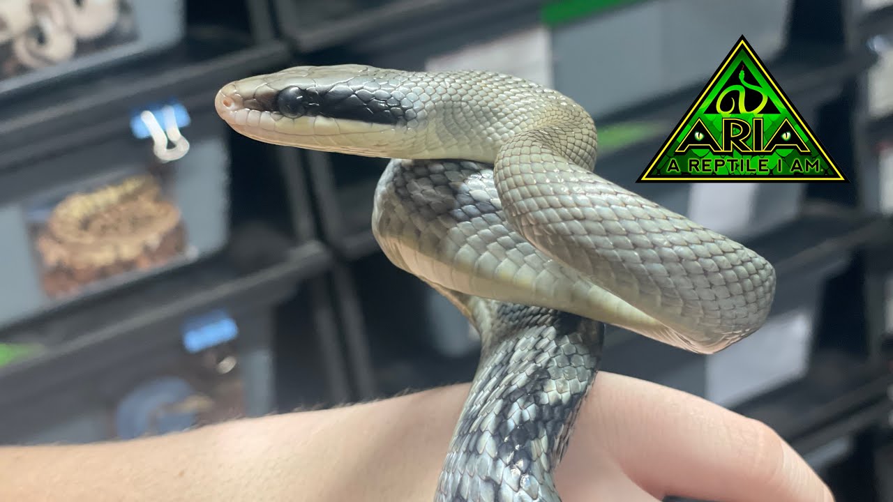Just Enjoying Some Time With The Colubrid Snake Collection  