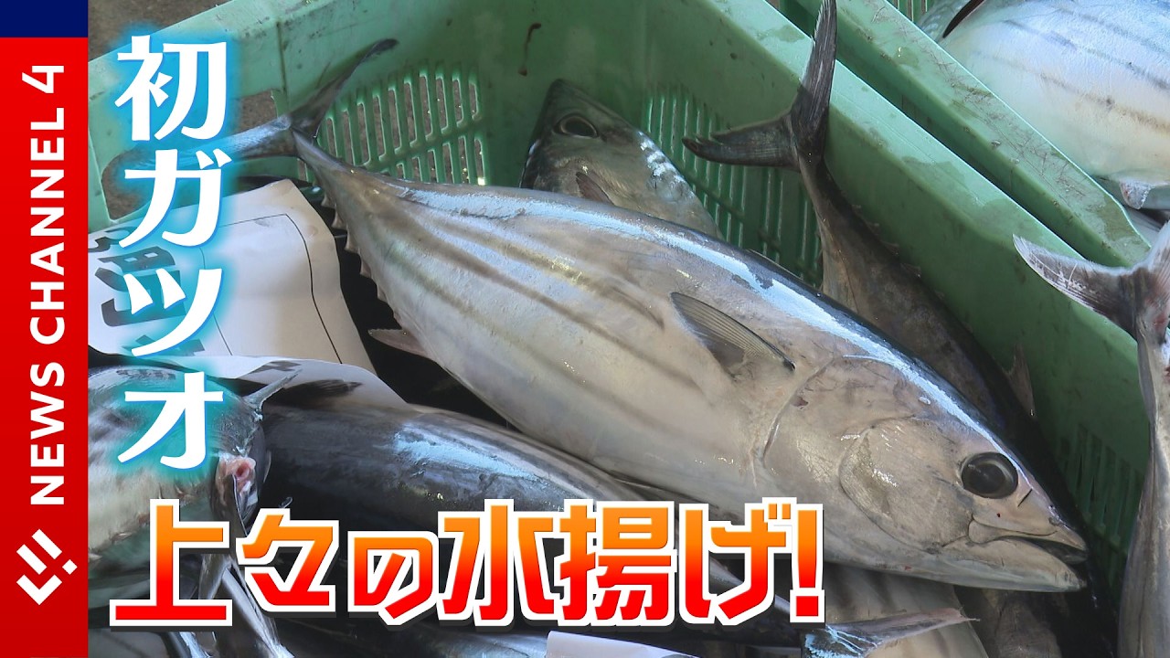 黒潮の恵み！　愛南で初ガツオの水揚げ始まる＜NEWS CH.4＞