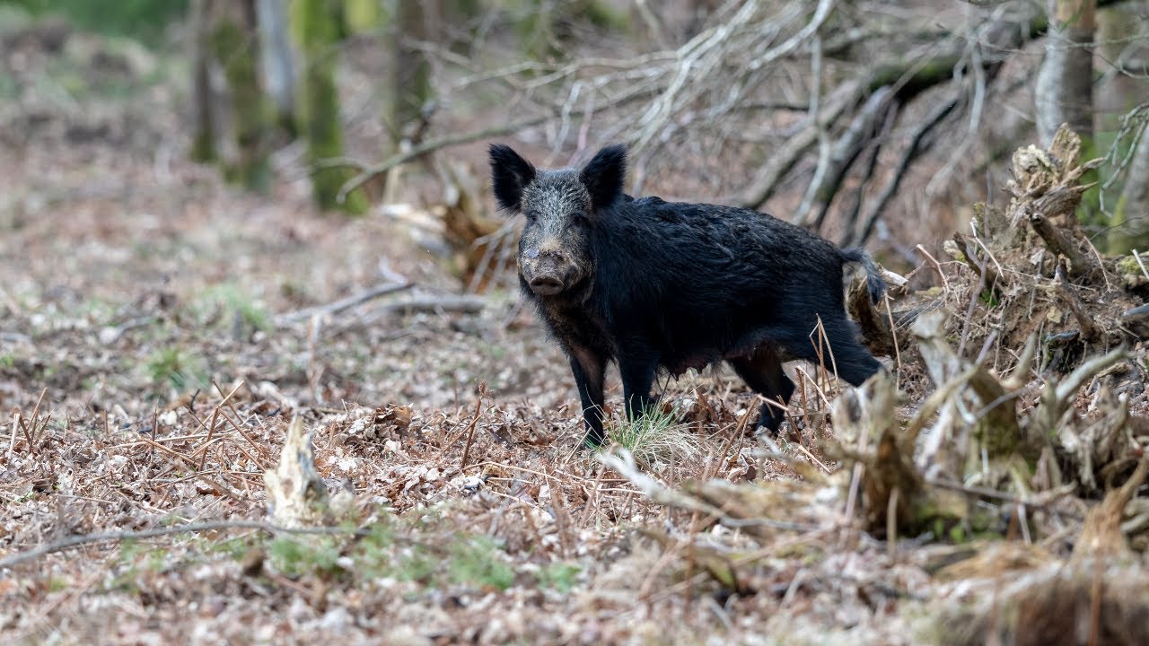 WILD BOAR & FALLOW DEER: Photography in the FOREST of DEAN