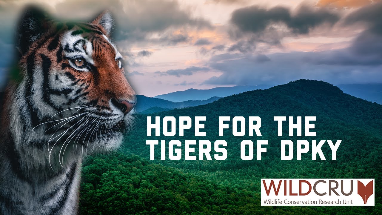 Hope for the Tigers of Dong Phayayen-Khao Yai Forest Complex in Thailand