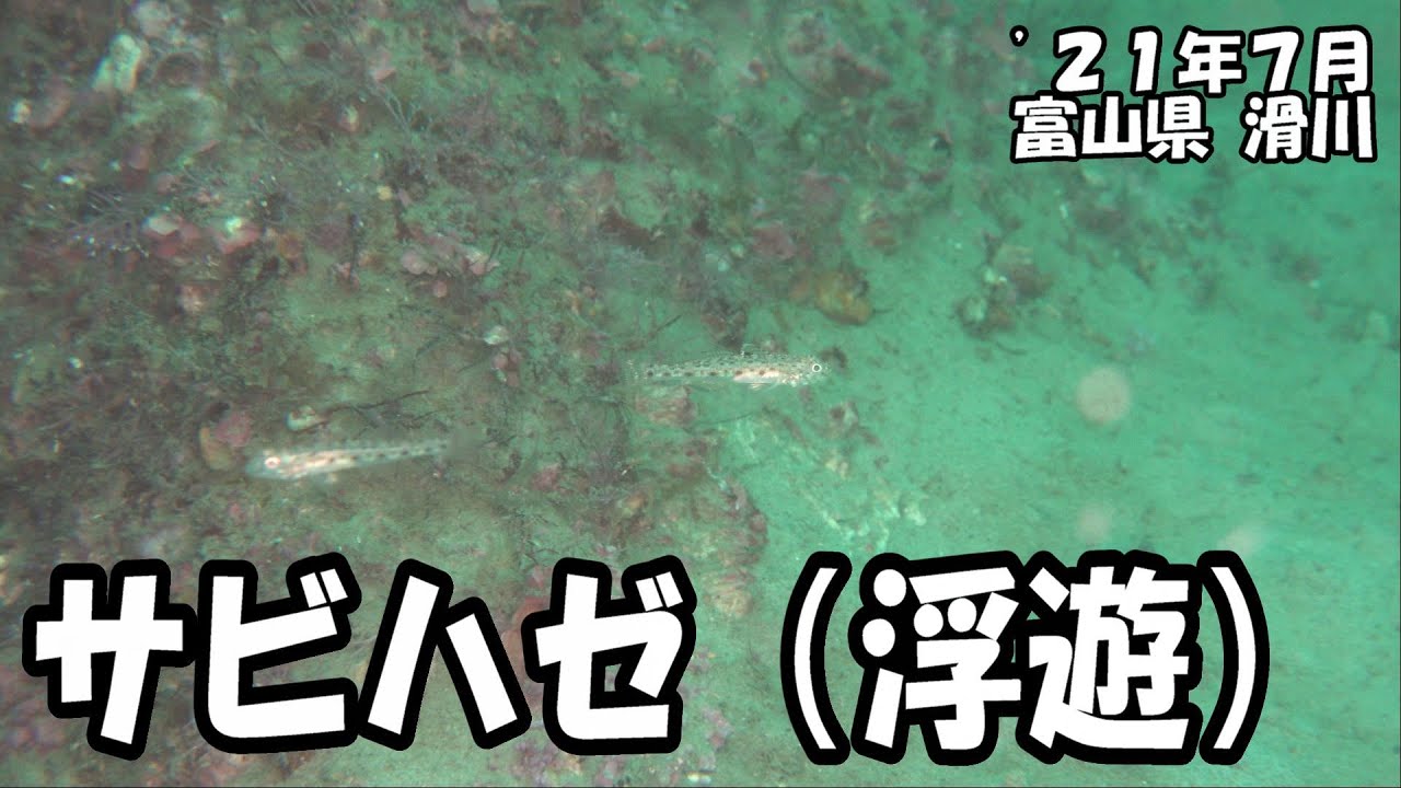 サビハゼ浮上（&rsquo;２１年７月　富山県滑川）