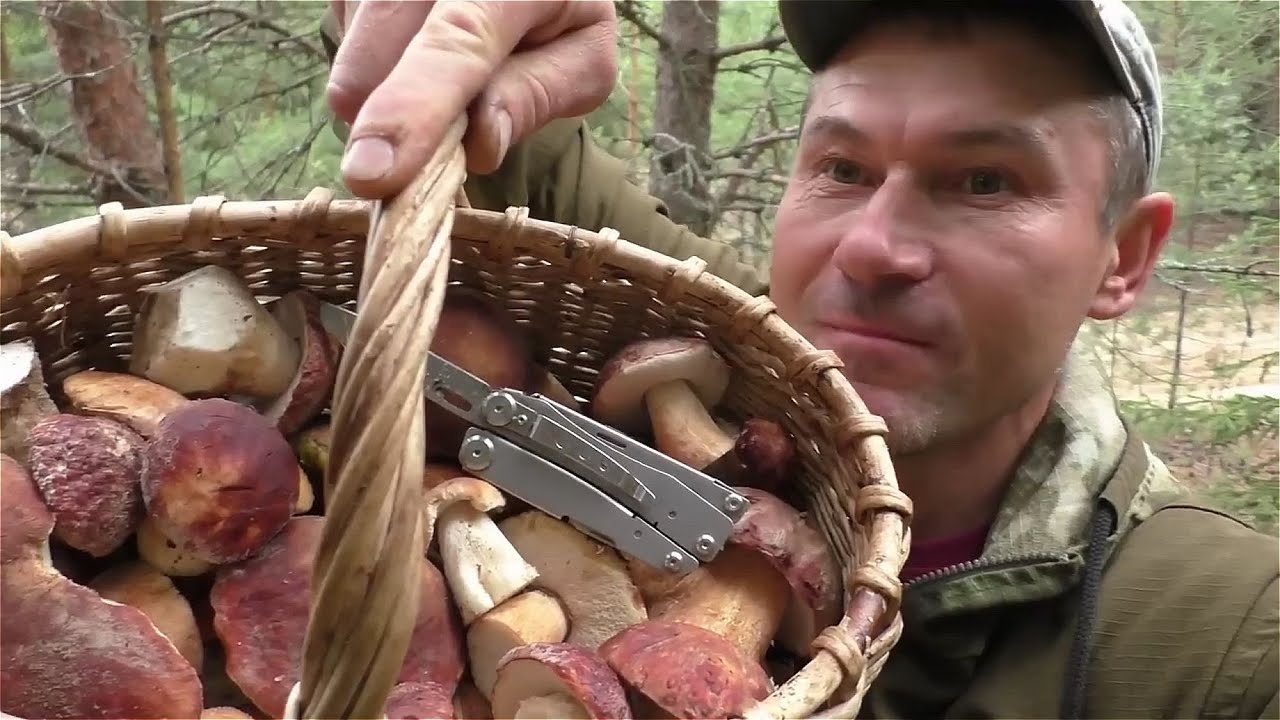 БЕЛЫЕ ГРИБЫ И БОРОВИКИ ПРОСТО НЕ ВЫПУСКАЮТ ИЗ ЛЕСА! ПОЛНАЯ КОРЗИНА БЕЛЫХ ГРИБОВ!