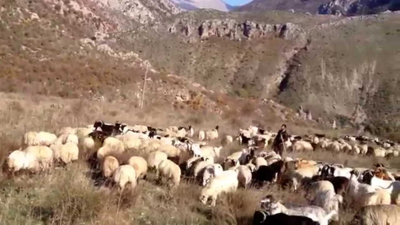 Dhente e Amarildo dhe Olsi Tozos - Delvine.