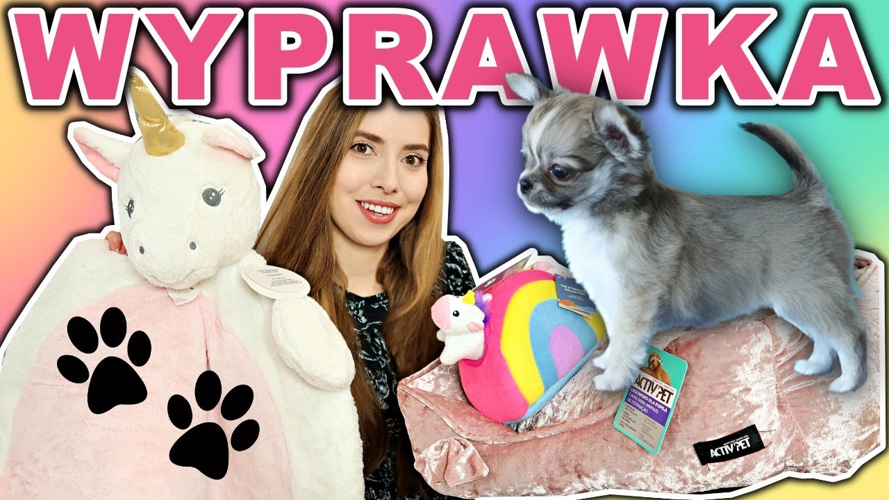 Wyprawka dla psa szczeniaka chihuahua