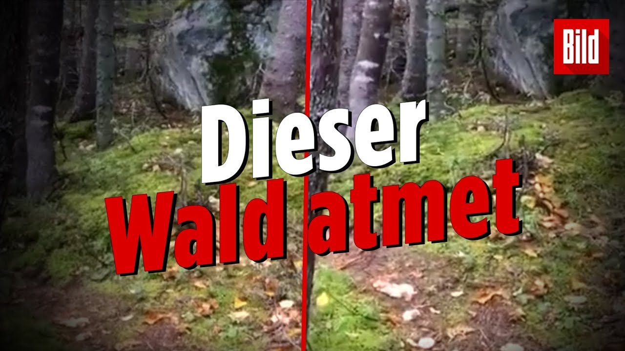 Dieses Naturschauspiel ist tatsächlich echt | Der Wald „atmet“