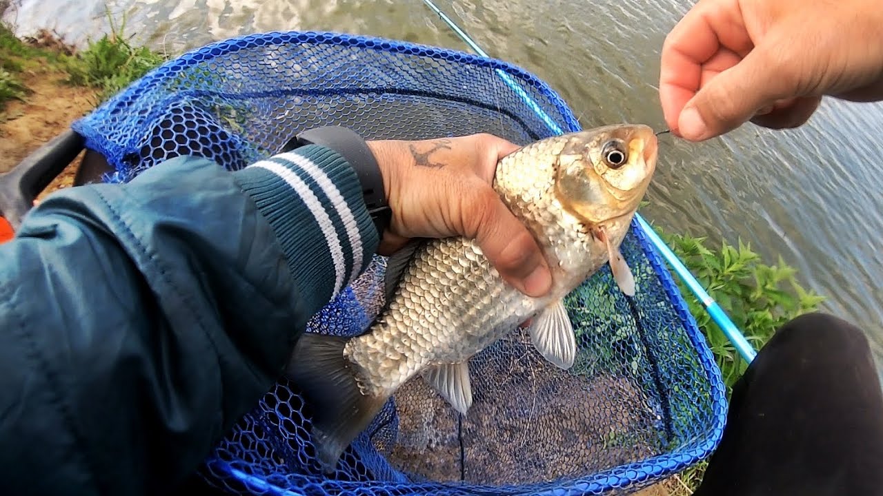 PESCUIT LA CARAS MARE LA MAMALIGA SI PORUMB DULCE FEEDER vs UNDITA